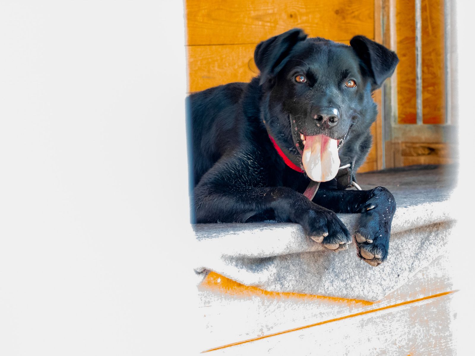 Galeria Wilcze Echa — zdjęcie 2