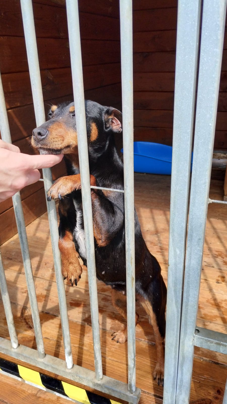 Galeria Wilcze Echa — zdjęcie 5