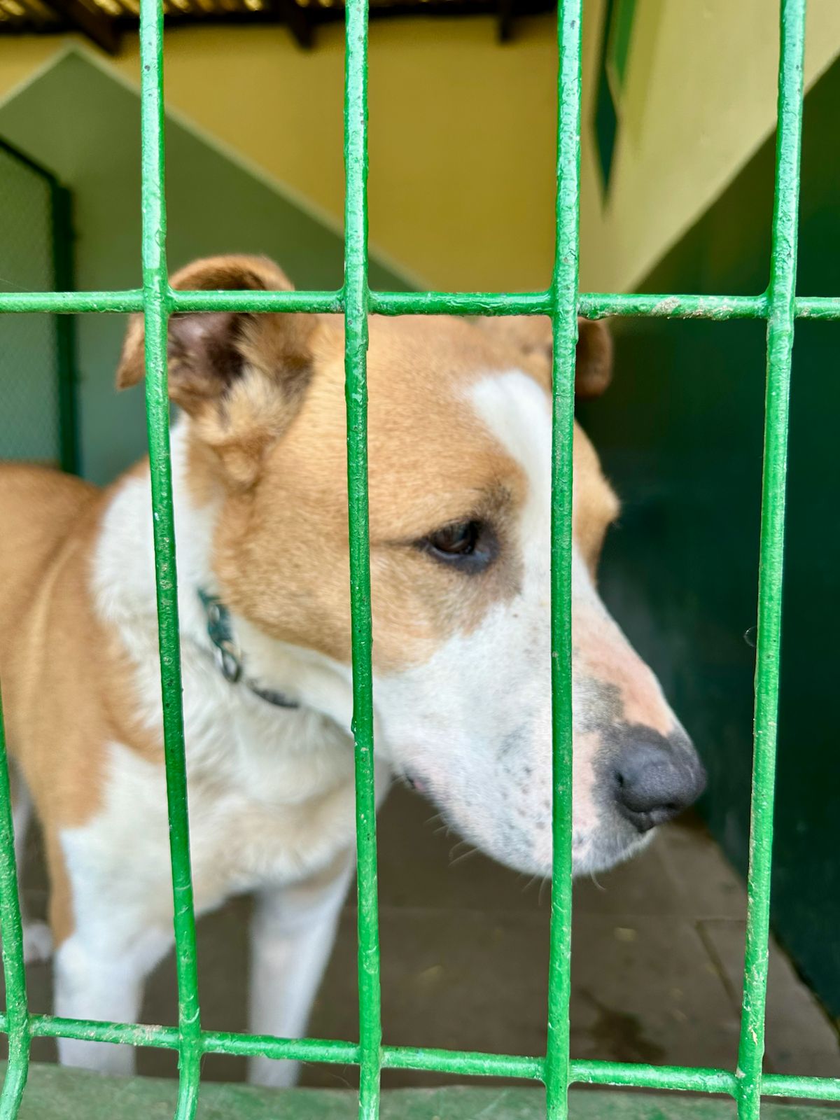 Galeria Wilcze Echa — zdjęcie 9